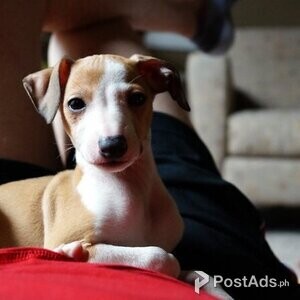 Healthy Italian Greyhound puppies available Viber:(+63-962-045-4513) | PostAds PH