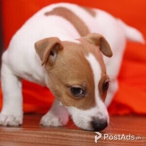 Two adorable Jack Russell puppies Viber:(+63-962-045-4513) | PostAds PH