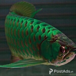 Green Arowana For Sale | PostAds PH