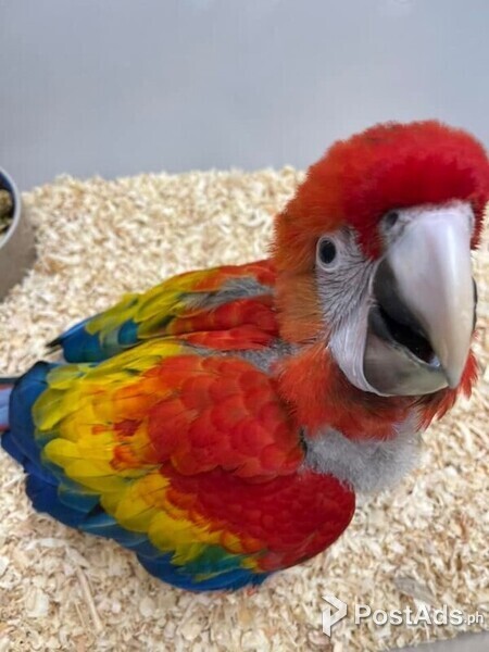 Hand Reared Baby Scarlet Macaws Parrots