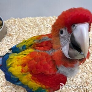 Hand Reared Baby Scarlet Macaws Parrots | PostAds PH