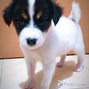 Jack Russel Terrier x Japanese spitz | PostAds PH