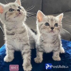 Pedigree Scottish Fold Kittens | PostAds PH