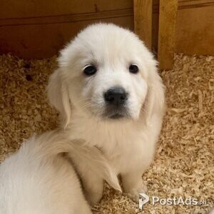 English cream golden retriever ready pups | PostAds PH