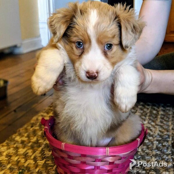 Australia Shepherd puppy
