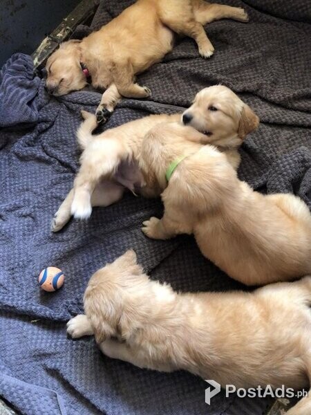 Golden Retriever pups for sale - 3 boys and 1 girl