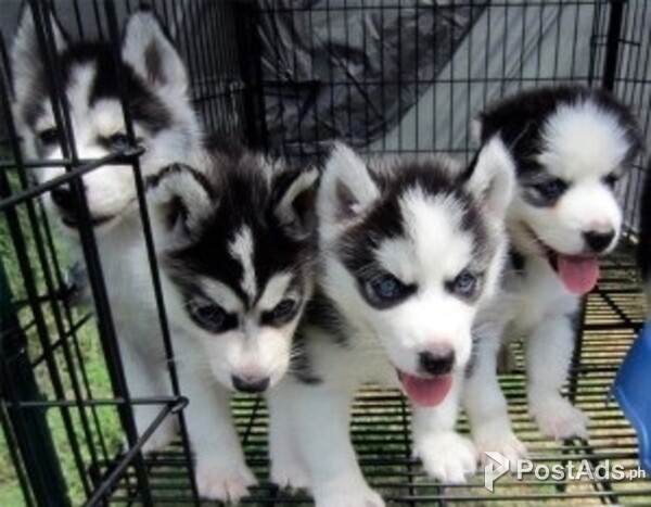Sweet Siberian Husky Puppies