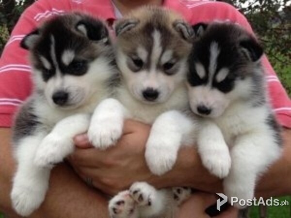 Blue eyes Siberian husky puppies For Sale