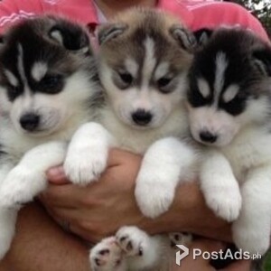 Blue eyes Siberian husky puppies For Sale | PostAds PH