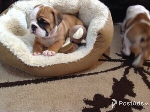 Gorgeous English bulldog puppies