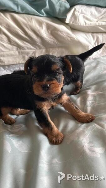 Yorkshire terrier miniature pup