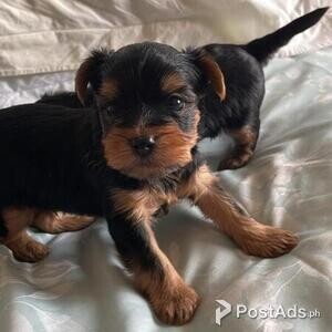 Yorkshire terrier miniature pup | PostAds PH