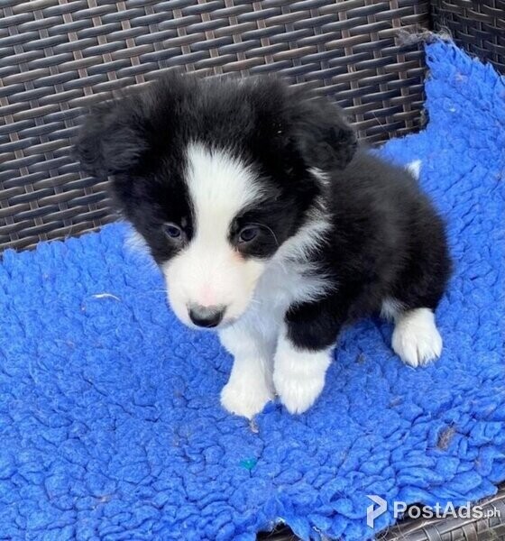 Quality Traditional Long Coated Border Collie Pups