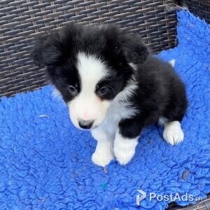 Quality Traditional Long Coated Border Collie Pups | PostAds PH
