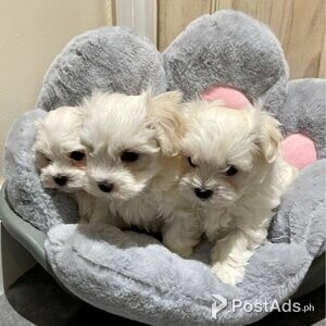 3 Adorable Maltese puppies for sale | PostAds PH