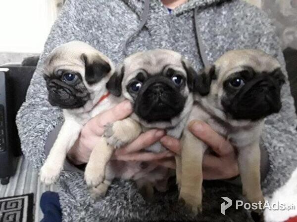 7 week old pug puppies for sale 1 Male 1 female