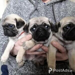 7 week old pug puppies for sale 1 Male 1 female | PostAds PH