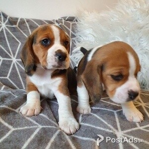 Beagle puppies for sale | PostAds PH