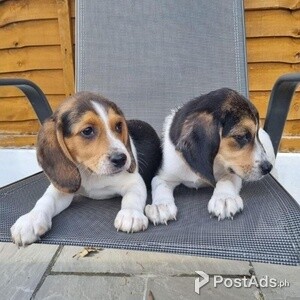 Pedigree Beagle puppies | PostAds PH