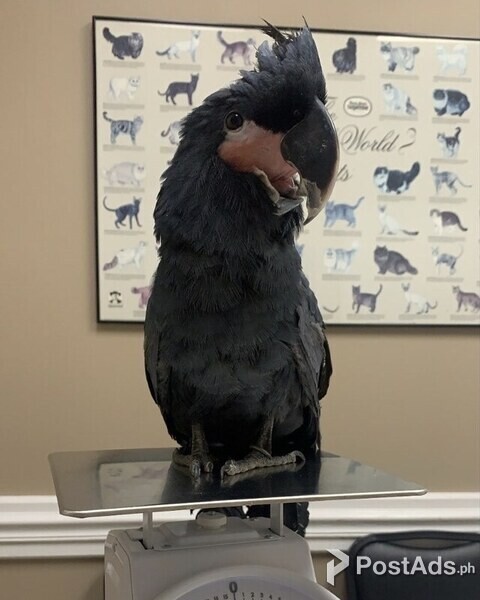 Black Palm Cockatoo