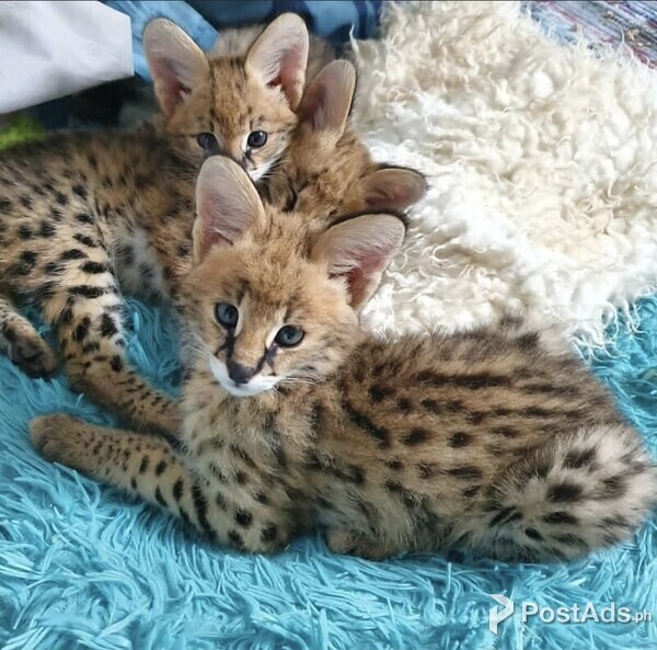 Savannah Kittens 