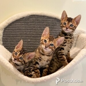 Bengal Babies | PostAds PH
