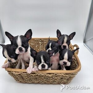 Boston terrier puppies | PostAds PH