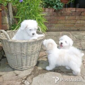 House trained coton de tulear puppies | PostAds PH