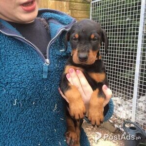 Doberman Pinscher puppies, | PostAds PH