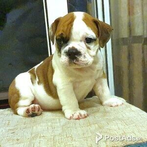 Gorgeous English bulldog puppies | PostAds PH