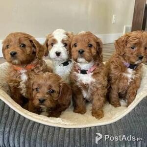 Goldendoodle Puppies | PostAds PH