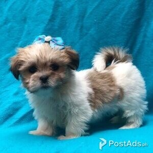 Lhasa Apso Puppies | PostAds PH