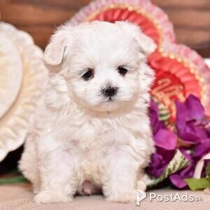 Healthy Teacup Maltese Puppies | PostAds PH