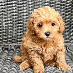 Beautiful Maltipoo Puppies | PostAds PH