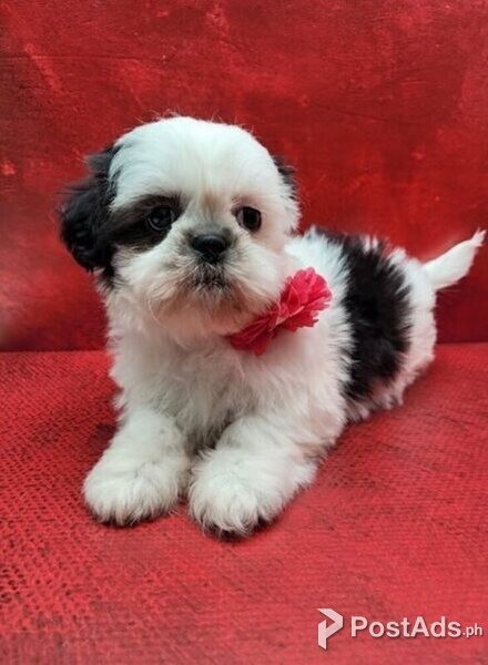 shih tzu puppy available