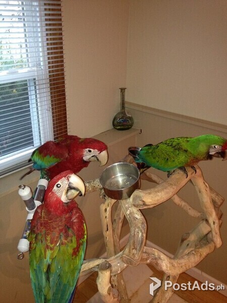 Green winged macaws