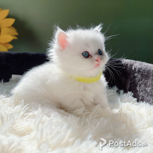 Short Legs Munchkin kittens | PostAds PH
