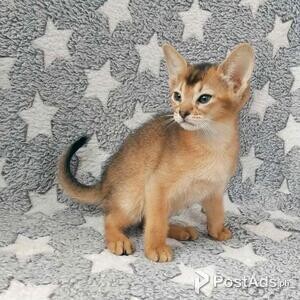 Stunning Abyssynian Kitten | PostAds PH
