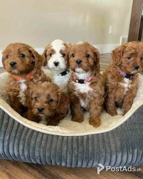 Golden Doodle Puppies