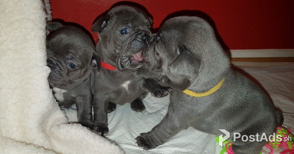 French Bulldog Puppies