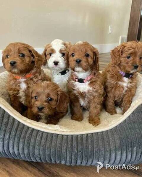 Golden Doodle Puppies 