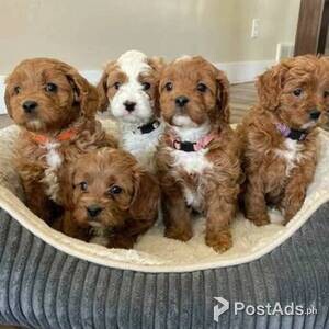 Golden Doodle Puppies | PostAds PH
