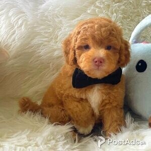 Beautiful Maltipoo Puppies | PostAds PH
