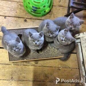 Blue eyes British Short Hair Kittens | PostAds PH