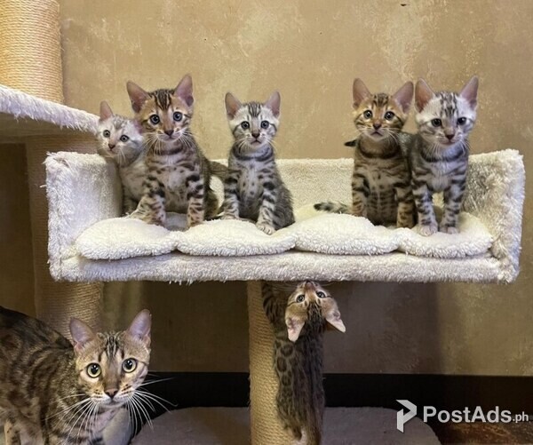BENGAL BABIES AVAILABLE