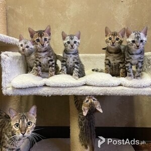 BENGAL BABIES AVAILABLE | PostAds PH