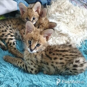 Savannah Kittens Babies | PostAds PH