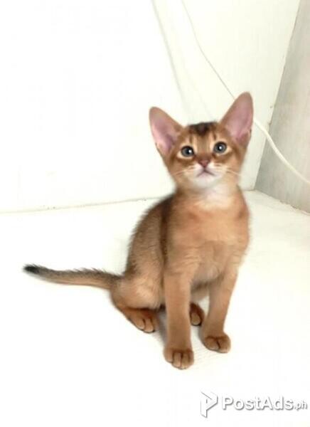 Lovely Abyssinian kitten available