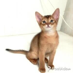 Lovely Abyssinian kitten available | PostAds PH