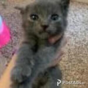 american curl kitten available | PostAds PH